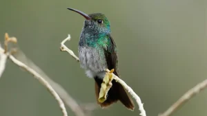 The Emerald Hummingbird of Honduras – Amazilia luciae