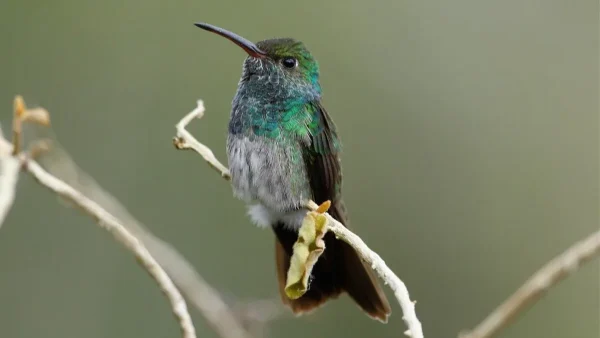 El Colibrí Esmeralda de Honduras - Amazilia luciae