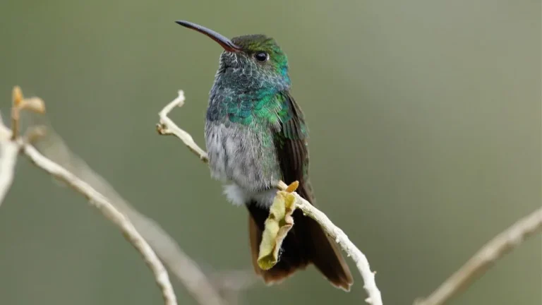 The Emerald Hummingbird of Honduras - Amazilia luciae