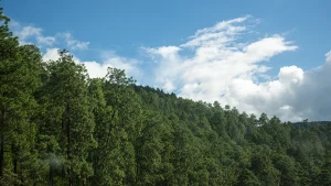 El Pino - Árbol Nacional de Honduras