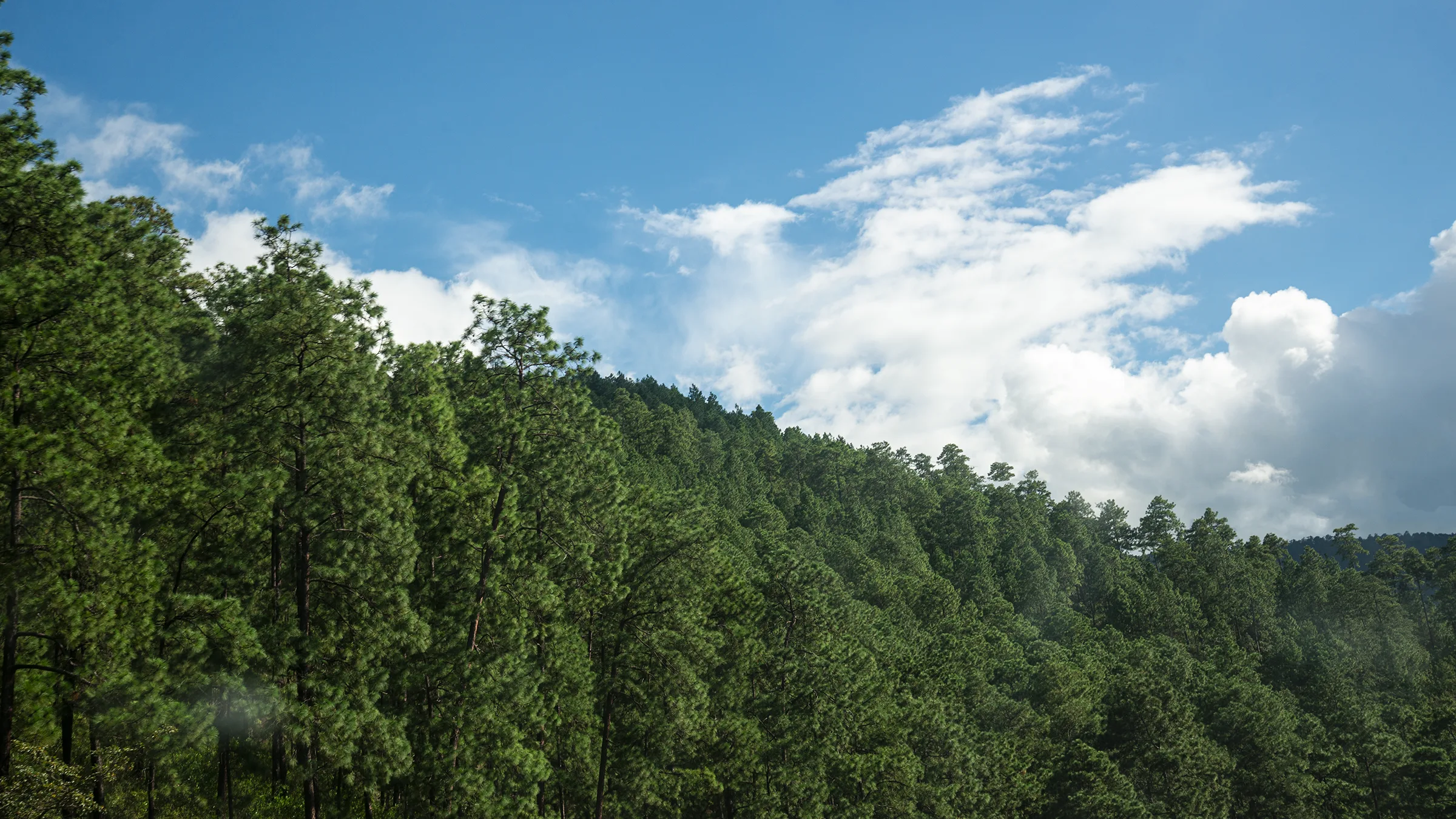The Pine – National Tree of Honduras