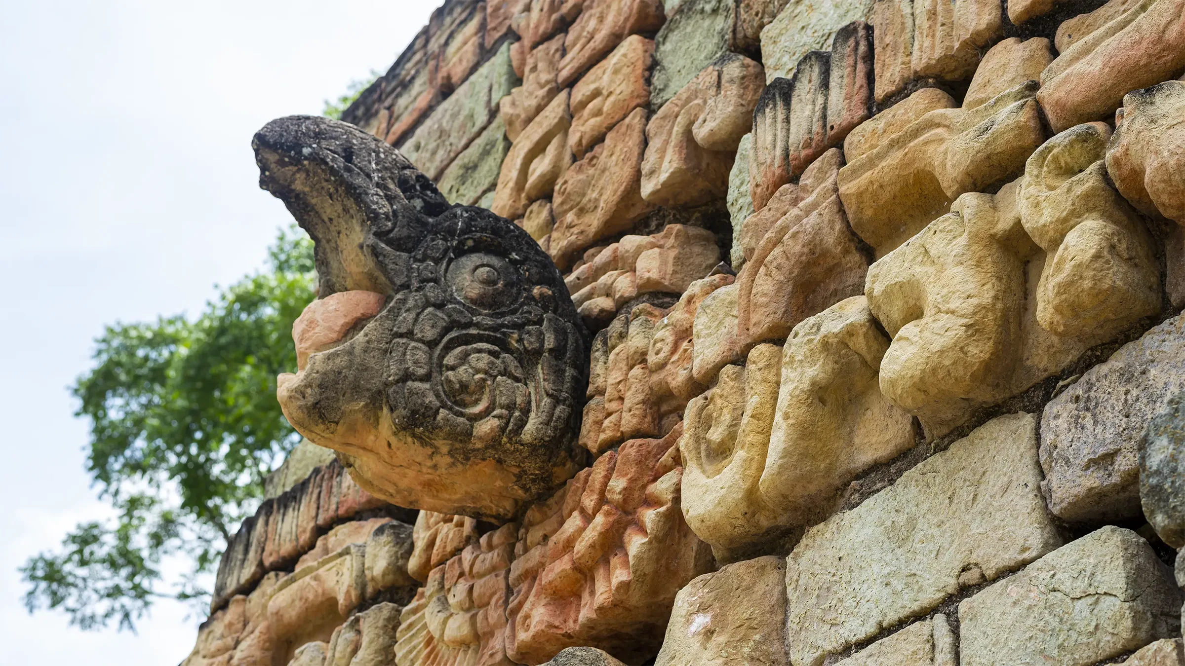 La importancia de la Guara Roja en la cultura Maya