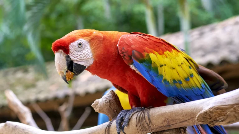 Macaw Mountain Bird Park and Nature Preserve