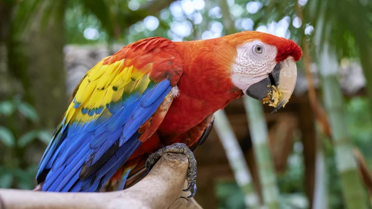 The Red Guara or Red Macaw – National Bird of Honduras