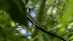 La Boa Rosada de Cayos Cochinos