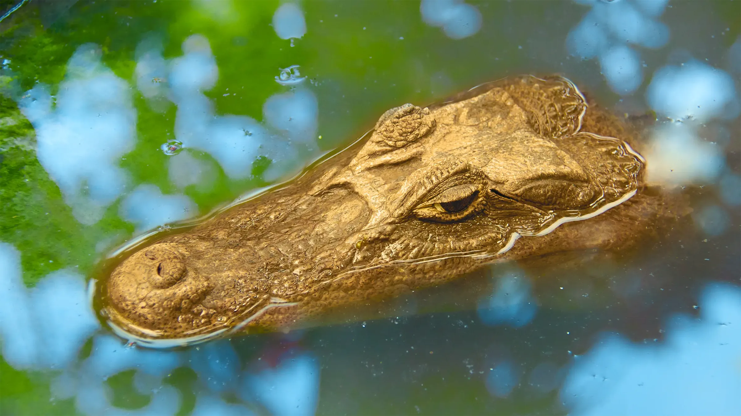 El Lagarto de Oro | Cuentos y Leyendas de Honduras