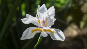 Flora en Honduras