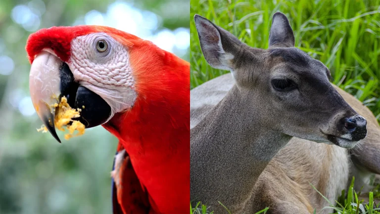 The Red Guara and the White-tailed Deer national bird and mammal of Honduras