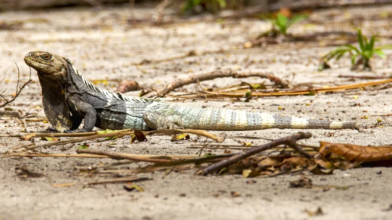El Jamo Negro o Iguana de cola espinosa de pecho negro de Honduras