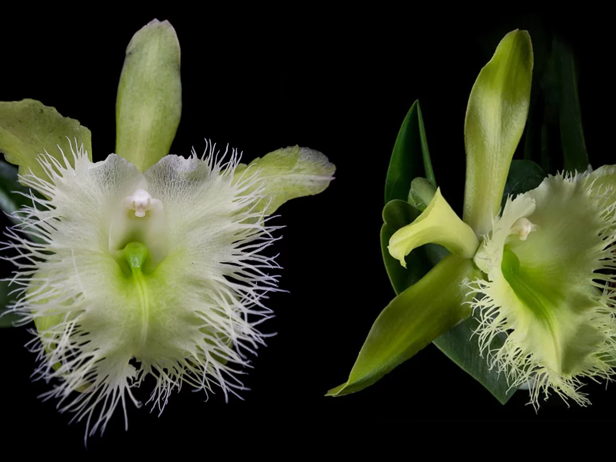 La Orquídea Rhyncholaelia Digbyana – Flor Nacional de Honduras –  RedHonduras.com - El referente de Honduras