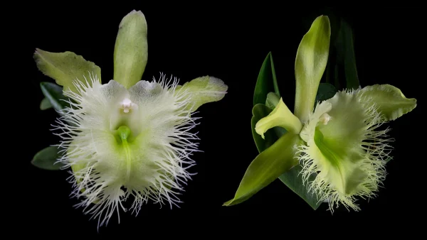 La Orquídea Rhyncholaelia Digbyana - Flor Nacional de Honduras
