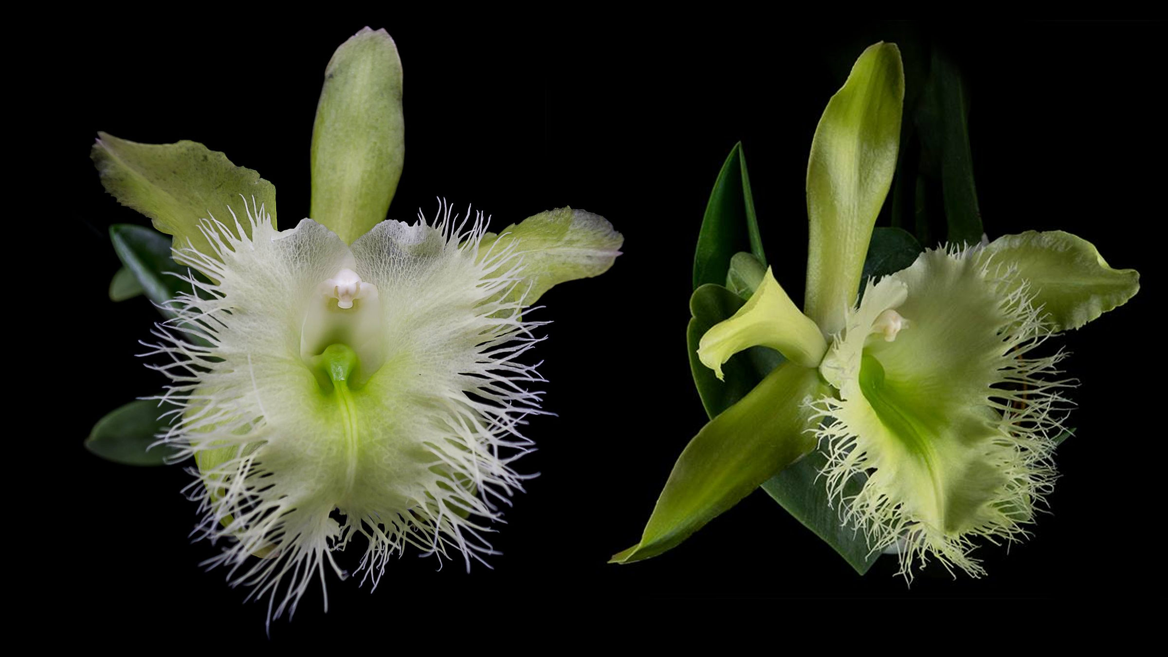 The Orchid Rhyncholaelia Digbyana - National Flower of Honduras