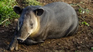 Tapir or Danto in Honduras