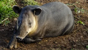 Tapir or Danto in Hondurass