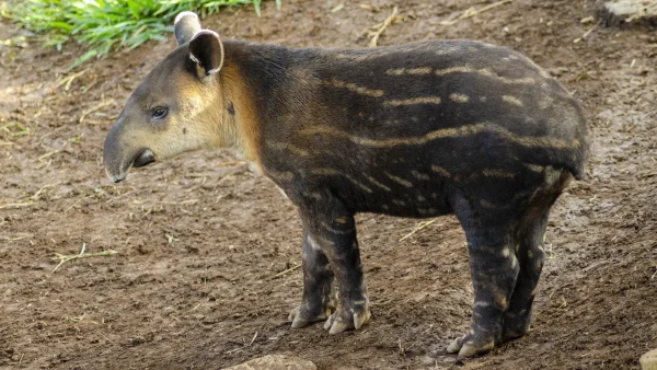 Cría de Tapir Tapirus bairdii