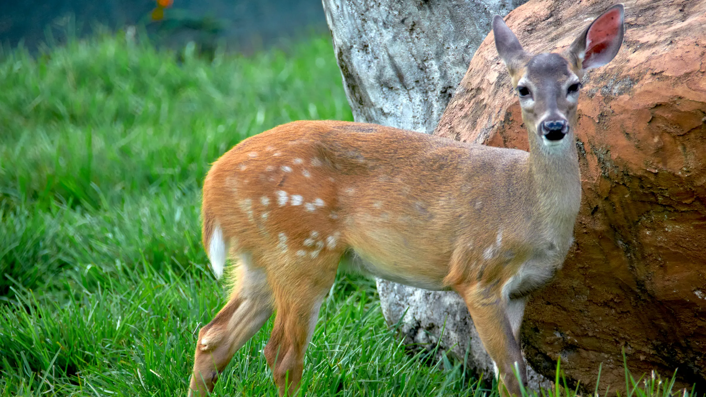 White-tailed Deer – National Mammal of Honduras